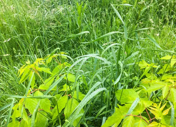 若い春の緑の草 — ストック写真