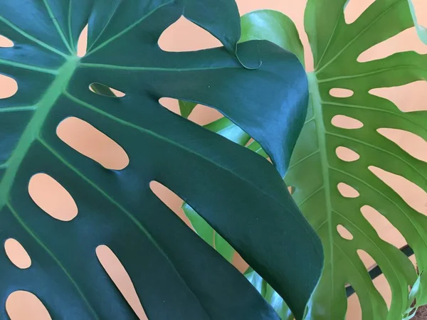 Canavar mı? Çok popüler bir bitki. 45 cm 'ye kadar büyük oyulmuş yapraklı Evergreen asması. Büyük bir bitki yetiştirmek için istikrarlı bir desteğe ihtiyacın var..