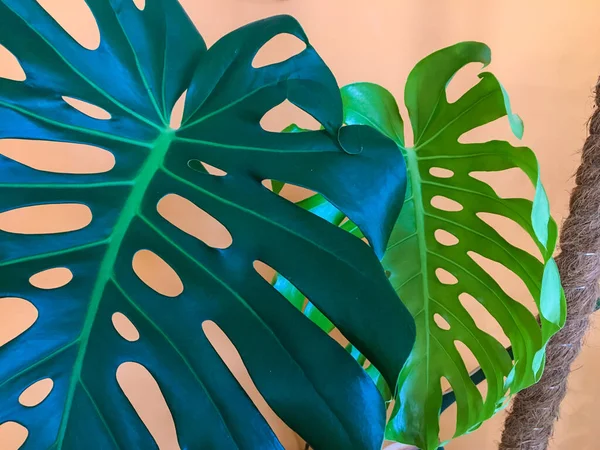 Monstera Plante Très Populaire Vigne Feuilles Persistantes Avec Grandes Feuilles Image En Vente