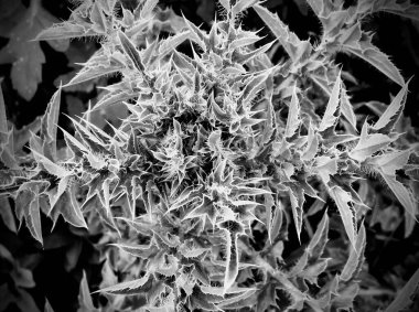 Diken. Devedikeni. Süt devedikeni. Süt devedikeni, ya da daha doğrusu meyveleri - kabarık lifli ashenler, tıbbi bir hammadde olarak kullanılır. Süt devedikeni hazırlıkları karaciğer, dalak ve safra taşı hastalıklarının tedavisinde kullanılır..