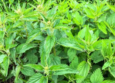 Nettle, Nettle familyasından bir bitki cinsidir. Sapları ve yaprakları yanan saçlarla kaplı. Latince 'de 