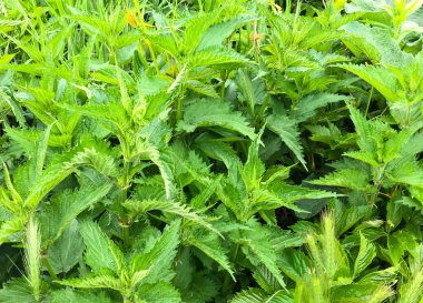 Nettle, Nettle familyasından bir bitki cinsidir. Sapları ve yaprakları yanan saçlarla kaplı. Latince 'de 