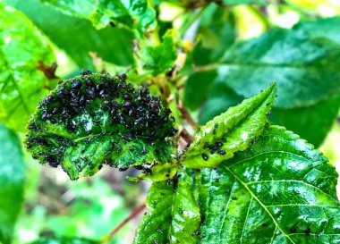 Kiraz ve kiraz çekirdekleri ilkbaharda ortaya çıkar.. 