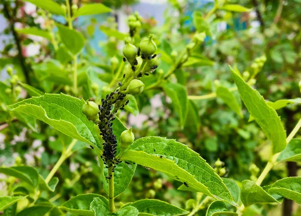 Main Pests Cherries Cherries Cherry Aphids Appear Spring — Stock Photo, Image