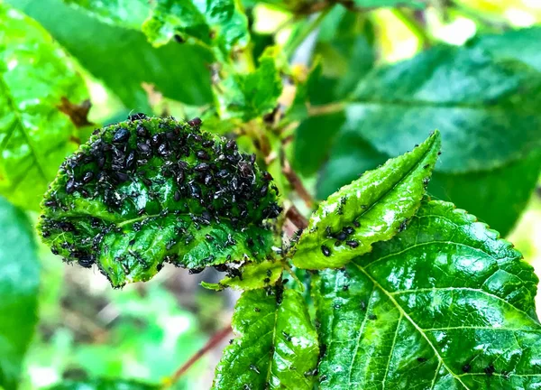 Kiraz ve kiraz çekirdekleri ilkbaharda ortaya çıkar.. 