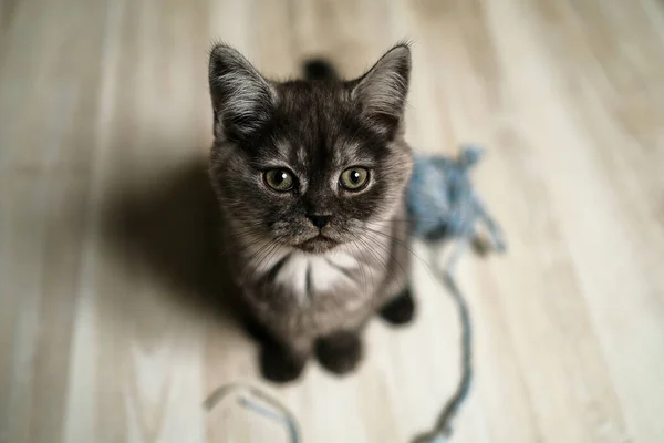 Escocês Gatinho Reto Rara Fumaça Preta — Fotografia de Stock