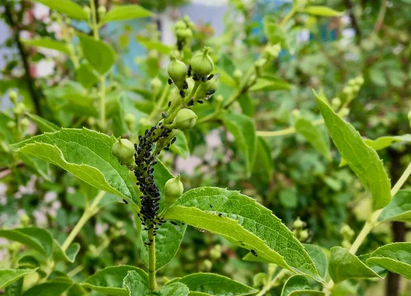 樱桃和樱桃的主要害虫是春天出现的樱桃蚜虫 — 图库照片