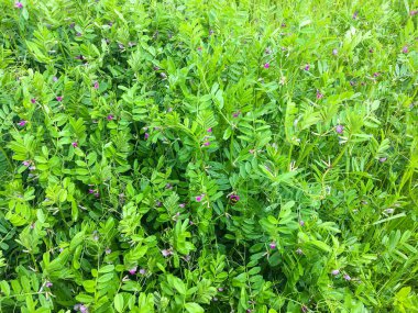 Güneş ışığı altında çiçek açan bezelyeler.