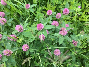 Yonca. Trifolium. Yonca. Tüm bunlar çayırlık yonca. Kısmen nemli çayırlarda, orman açıklıklarında, tarlalar ve yollar boyunca yetişiyor..