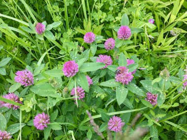 Yonca. Trifolium. Yonca. Tüm bunlar çayırlık yonca. Kısmen nemli çayırlarda, orman açıklıklarında, tarlalar ve yollar boyunca yetişiyor..