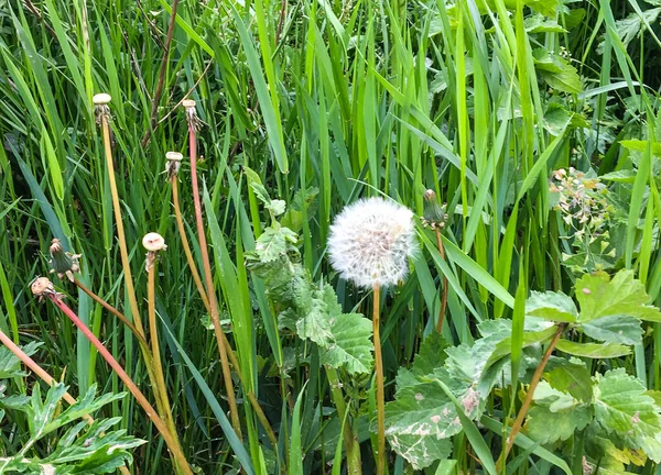 雨后绿草背景上的白色淡淡的蒲公英 — 图库照片