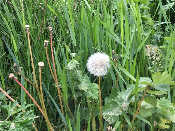 雨后绿草背景上的白色淡淡的蒲公英 — 图库照片