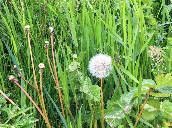 雨后绿草背景上的白色淡淡的蒲公英 — 图库照片