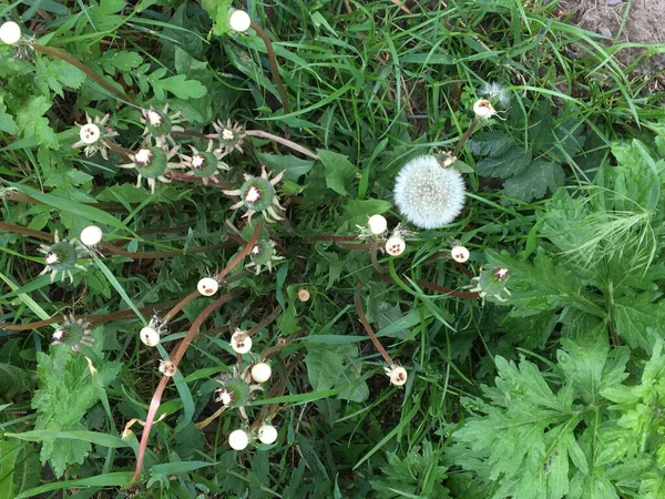 雨后绿草背景上的白色淡淡的蒲公英 — 图库照片