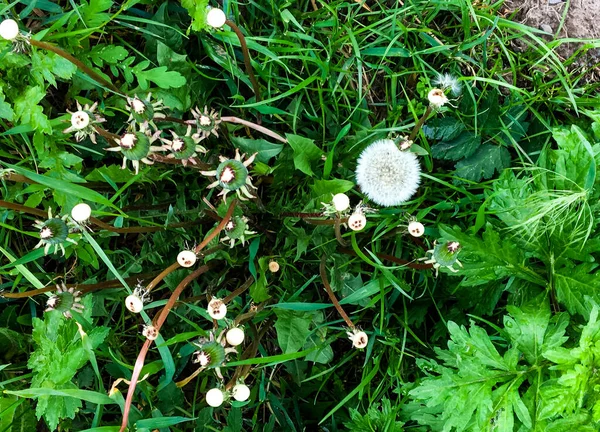 雨の後 緑の芝生の背景に白い薄緑色のタンポポ — ストック写真