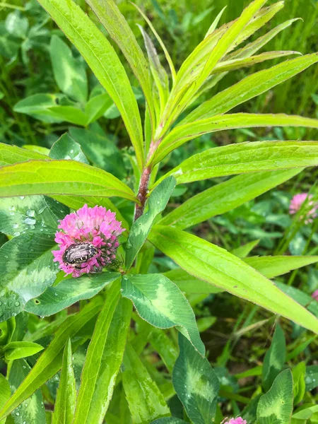 Trevo Trifolium Shamrock Tudo Isso Trevo Prada Cresce Prados Moderadamente — Fotografia de Stock