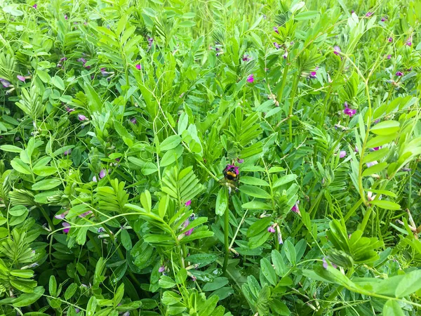 自然阳光下开花的豌豆 — 图库照片