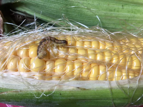 Mısır kepçesi. Spodoptera frugiperda geniş bir polifajdır. Tırtıllar pirince, şeker kamışına, sorguma, mısıra, soğana, fıstığa, kırmızıya veya paprikaya, büyük çiçekli kasımpatıya, bahçe karanfillerine zarar verir.