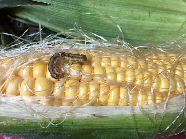 Mısır kepçesi. Spodoptera frugiperda geniş bir polifajdır. Tırtıllar pirince, şeker kamışına, sorguma, mısıra, soğana, fıstığa, kırmızıya veya paprikaya, büyük çiçekli kasımpatıya, bahçe karanfillerine zarar verir.