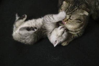 İskoç siyah dumanlı kedi yavrusu