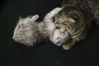 İskoç siyah dumanlı kedi yavrusu