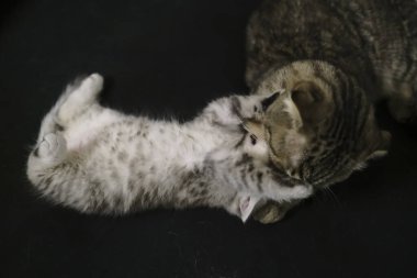 İskoç siyah dumanlı kedi yavrusu