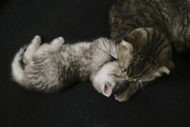 İskoç siyah dumanlı kedi yavrusu