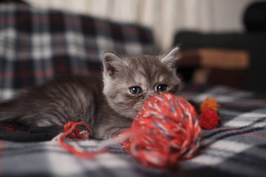 İskoç siyah dumanlı kedi yavrusu