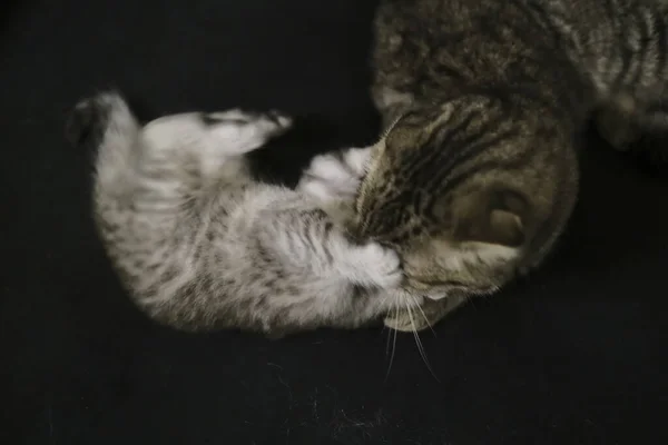 Escocês Linha Reta Preto Fumaça Gatinho — Fotografia de Stock