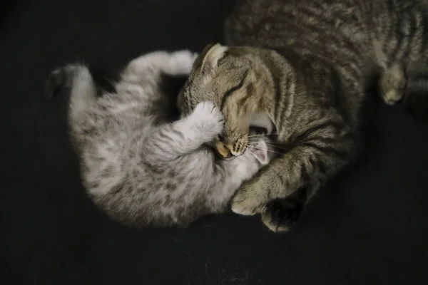 Escocês Linha Reta Preto Fumaça Gatinho — Fotografia de Stock