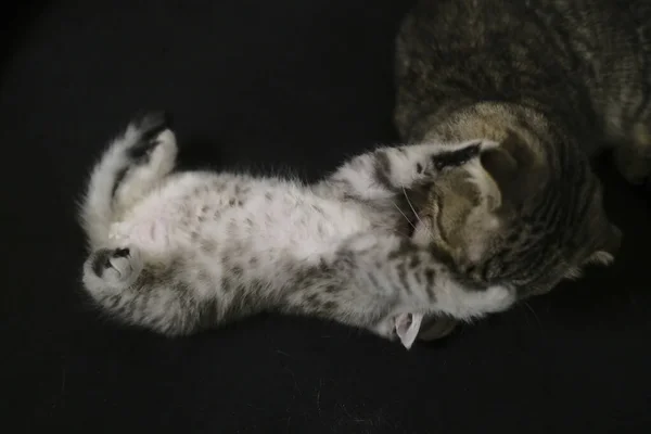 Escocês Linha Reta Preto Fumaça Gatinho — Fotografia de Stock