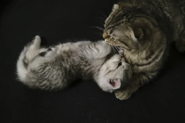 스코틀랜드 직립검은 고양이 — 스톡 사진