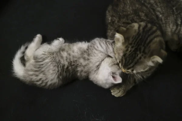 Escocês Linha Reta Preto Fumaça Gatinho — Fotografia de Stock