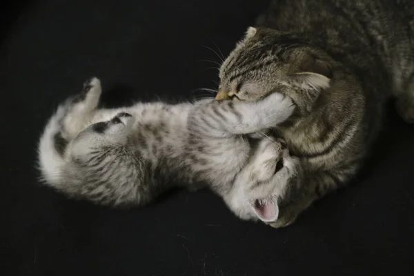 Skotsk Rak Svart Rök Kattunge — Stockfoto