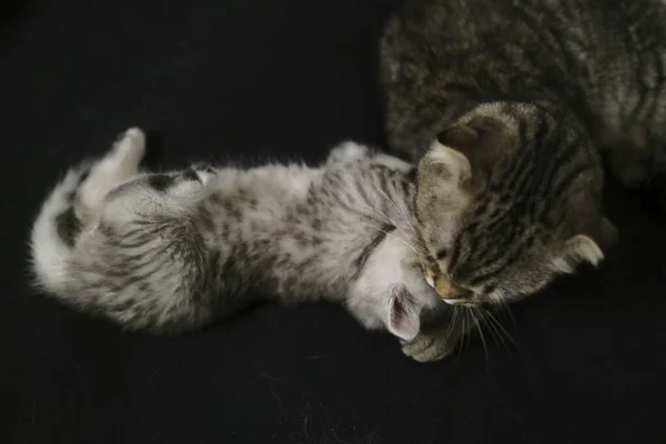 Escocês Linha Reta Preto Fumaça Gatinho — Fotografia de Stock