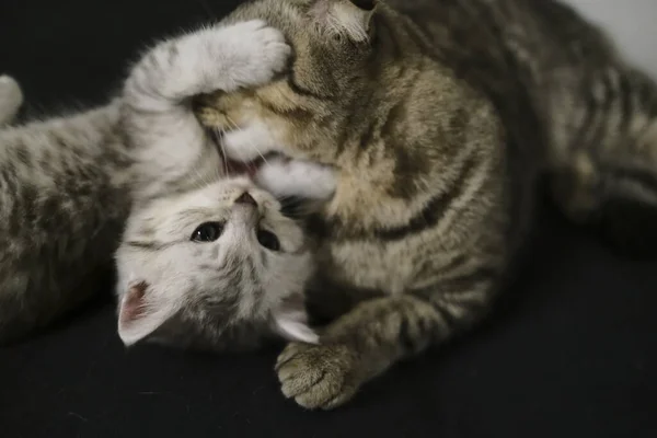 Escocés Recta Negro Humo Gatito — Foto de Stock