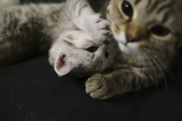 Skotsk Rak Svart Rök Kattunge — Stockfoto