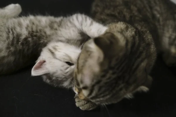 Skotsk Rak Svart Rök Kattunge — Stockfoto