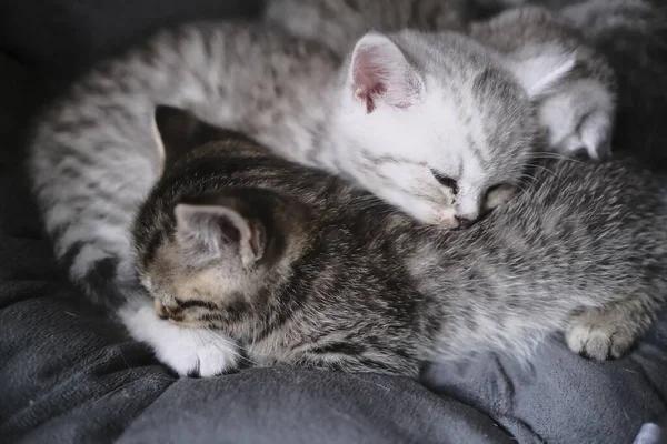 Skotsk Rak Svart Kattunge Hemma Leker Med Allt — Stockfoto