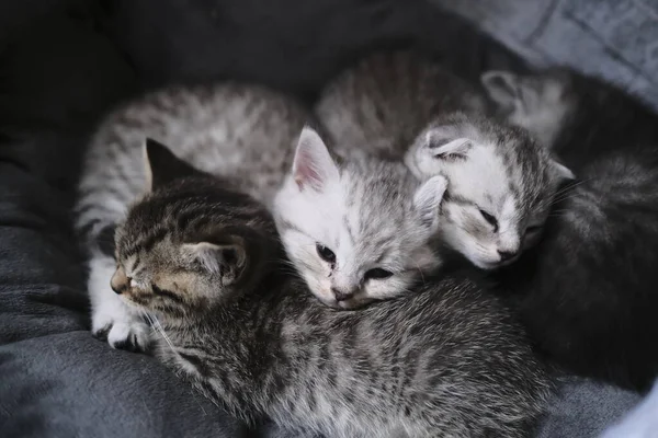 Skotsk Rak Svart Kattunge Hemma Leker Med Allt — Stockfoto