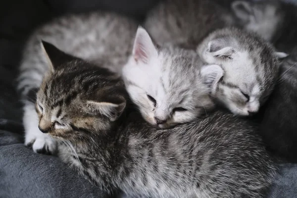 Schotse Rechte Zwarte Kitten Thuis Spelen Met Alles — Stockfoto