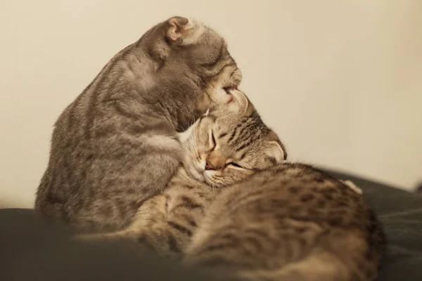 Scottish Fold Cats Älskar Scottish Bäst Mysiga Katter För Hemma — Stockfoto