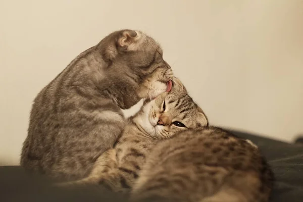 Schottische Faltkatzen Lieben Schotten Sind Besten Gemütliche Katzen Für Hause — Stockfoto