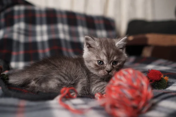 Chaton Fumé Écossais Noir Droit — Photo