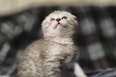 İskoç gümüşü tekir.