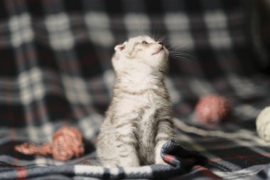 İskoç gümüşü tekir.