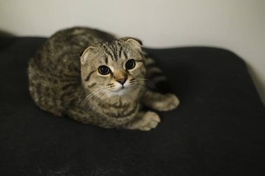 İskoç, siyah tekir balığını altına yatırır.