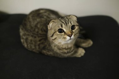 İskoç, siyah tekir balığını altına yatırır.