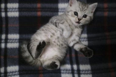 İskoç heteroseksüel kedi yavrusu kameradan gözlerine bakıyor.