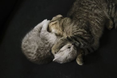 İskoç katları ve heteroseksüel kedilerle oynayıp birbirlerini yalıyorlardı.. 